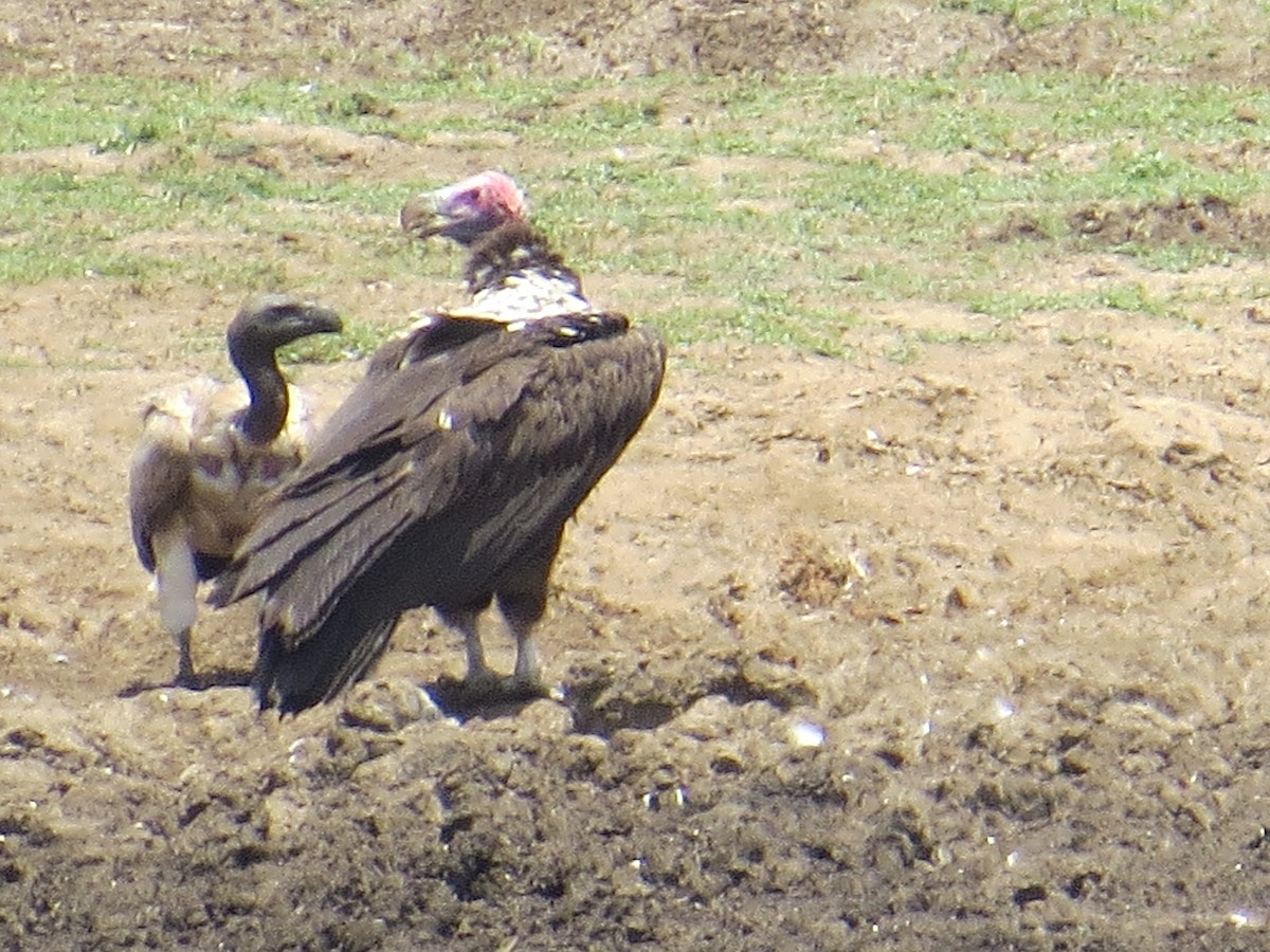 Lappet-faced Vulture - Howard Laidlaw