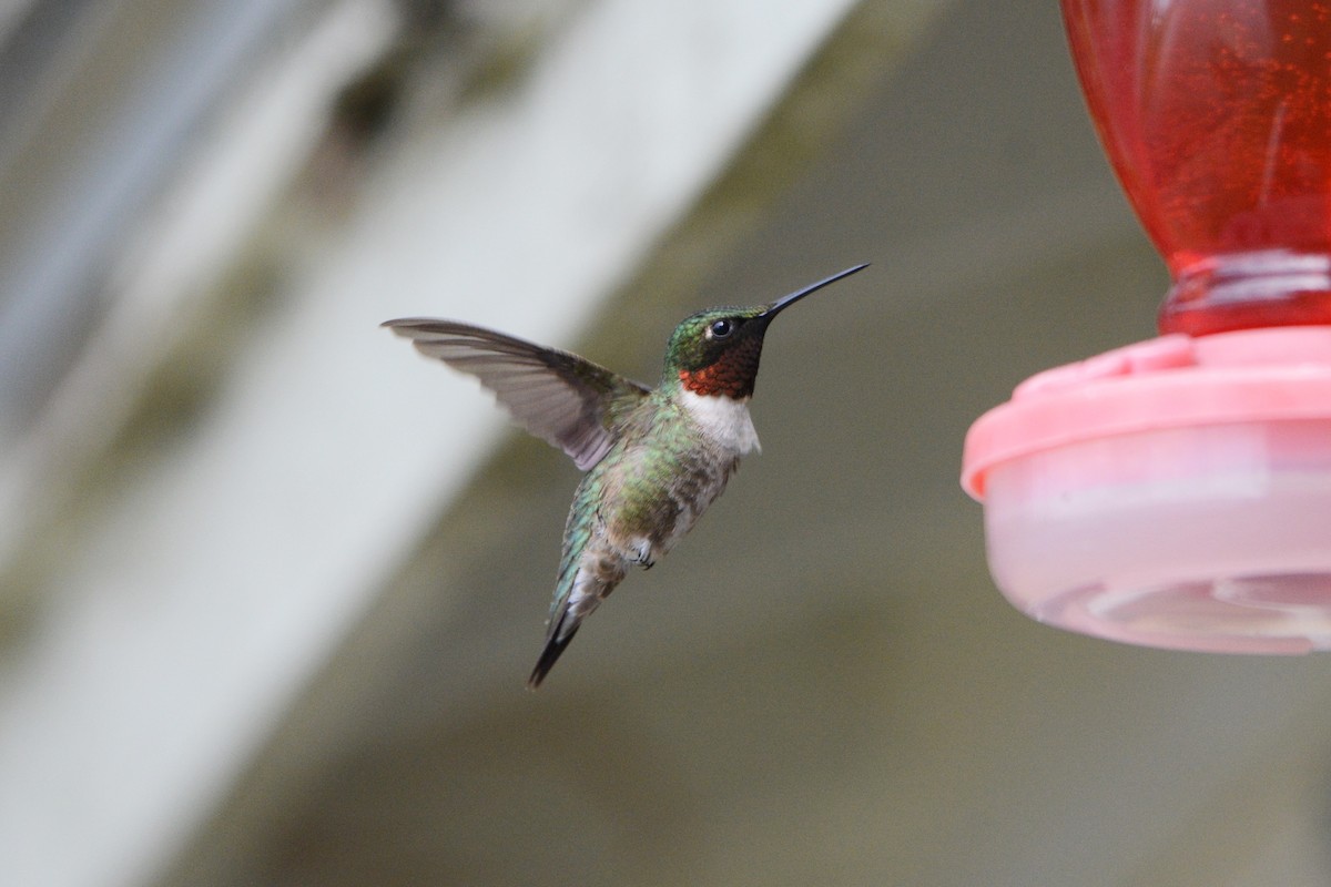 Ruby-throated Hummingbird - ML244775181