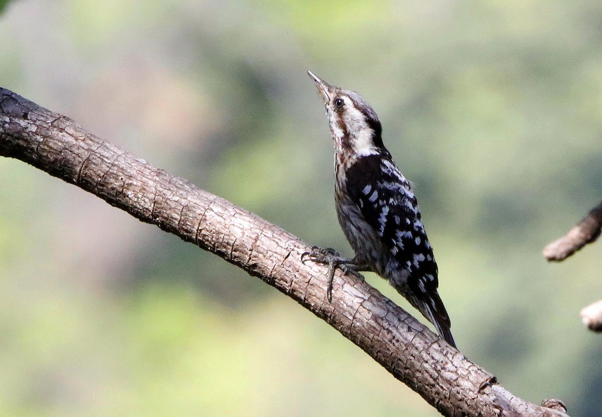 Gray-capped Pygmy Woodpecker - Neeraj Sharma