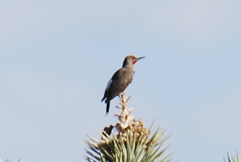 Gilded Flicker - ML244775361