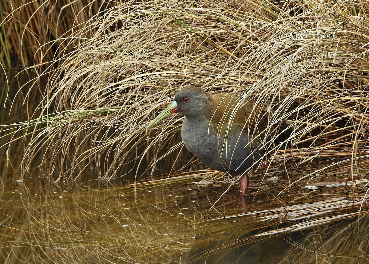 Plumbeous Rail - ML244775991