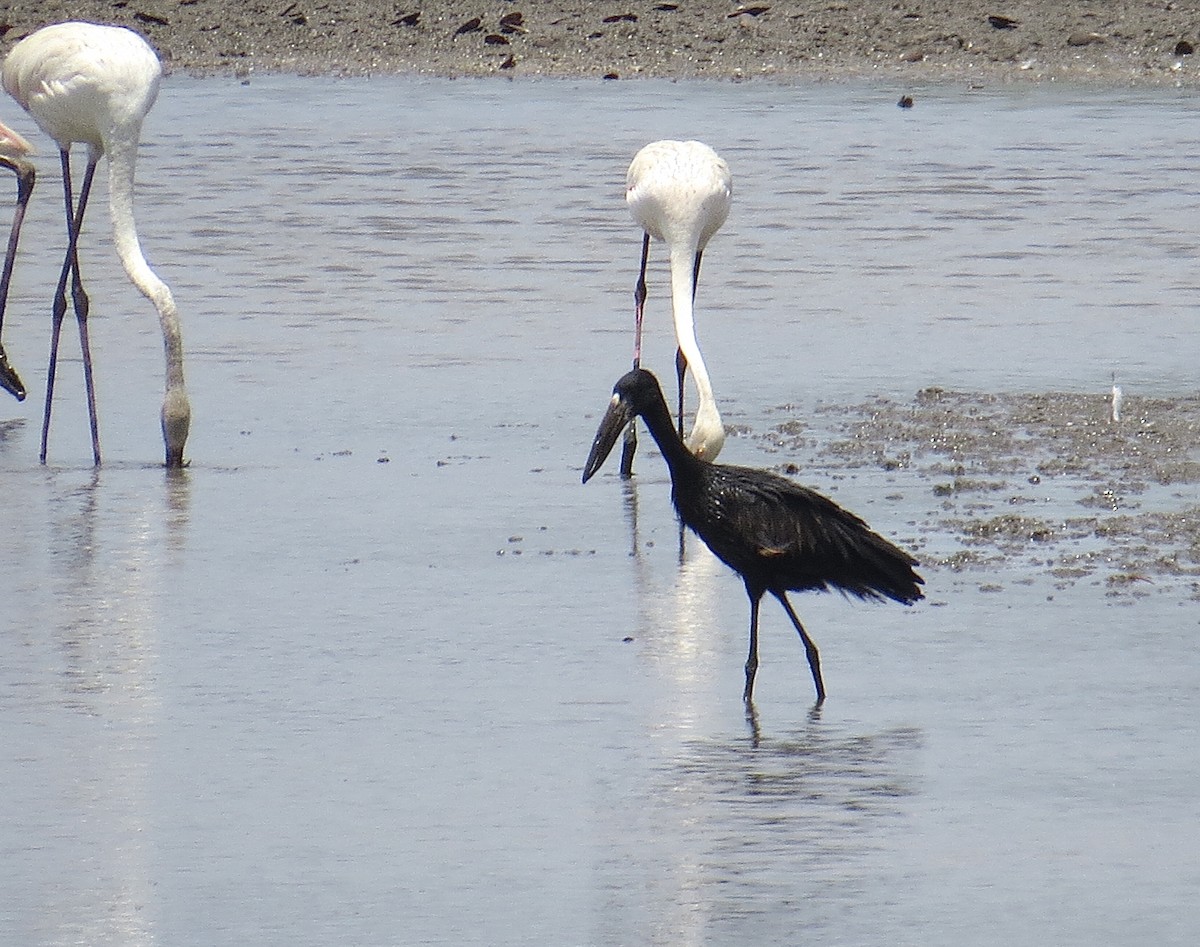 African Openbill - ML244776101