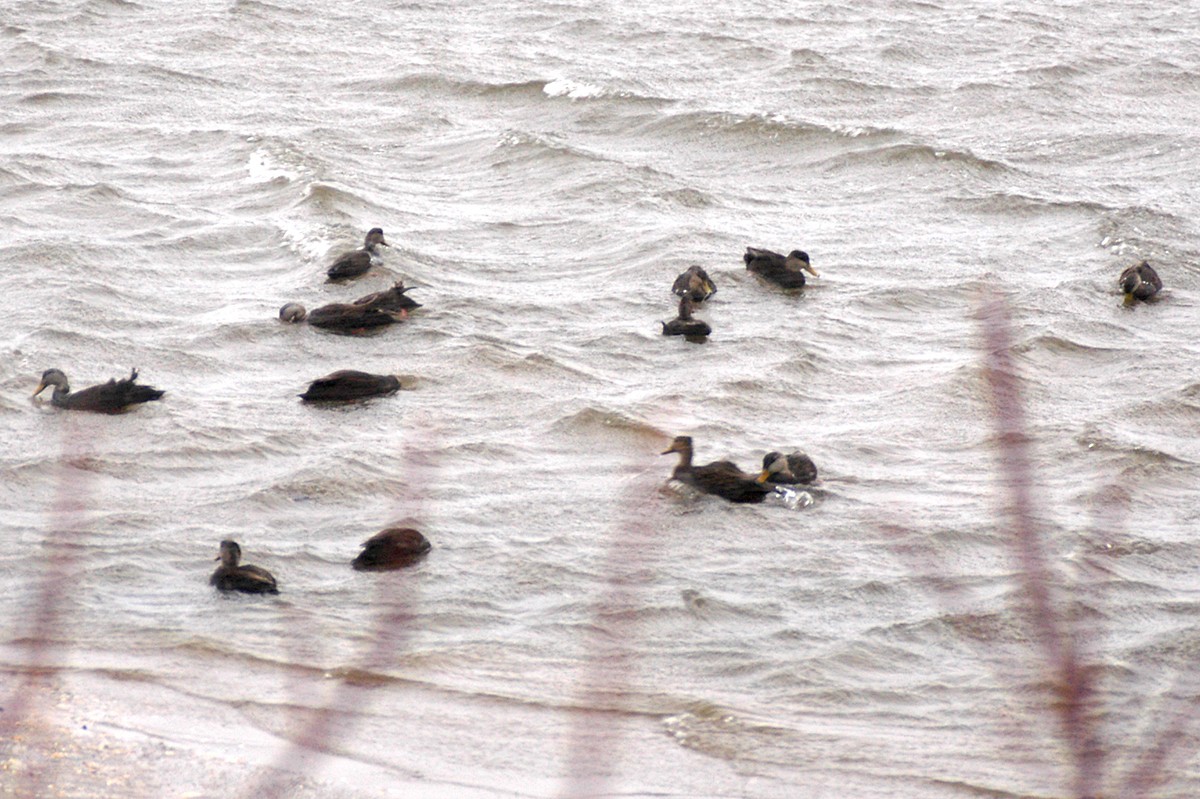 American Black Duck - ML244777721