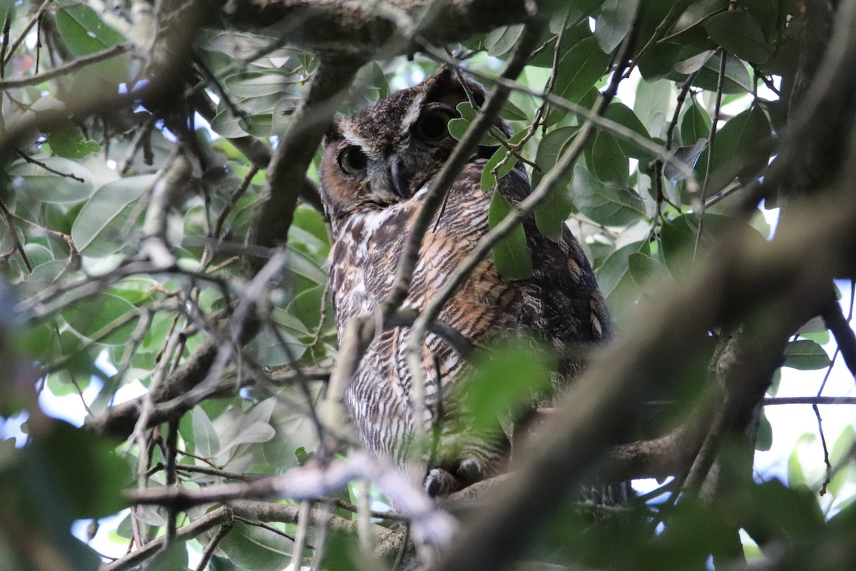 Great Horned Owl - ML244778521