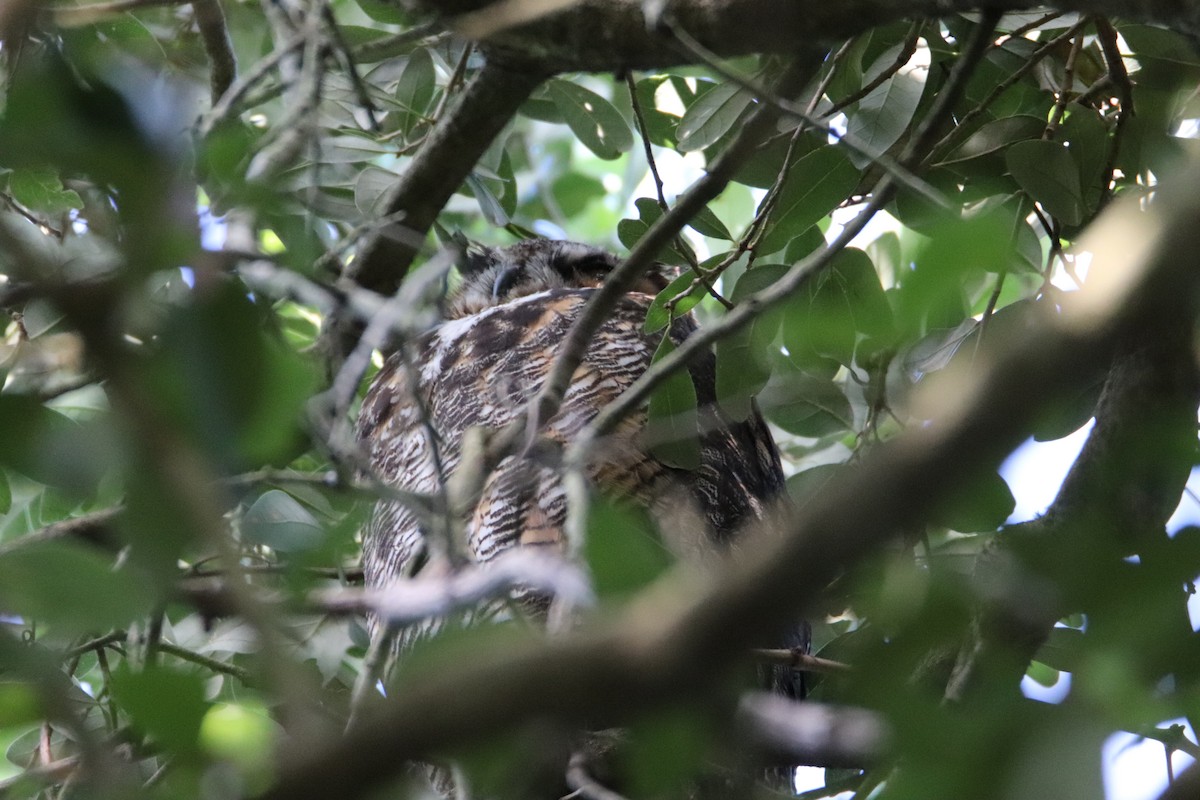 Great Horned Owl - ML244778681
