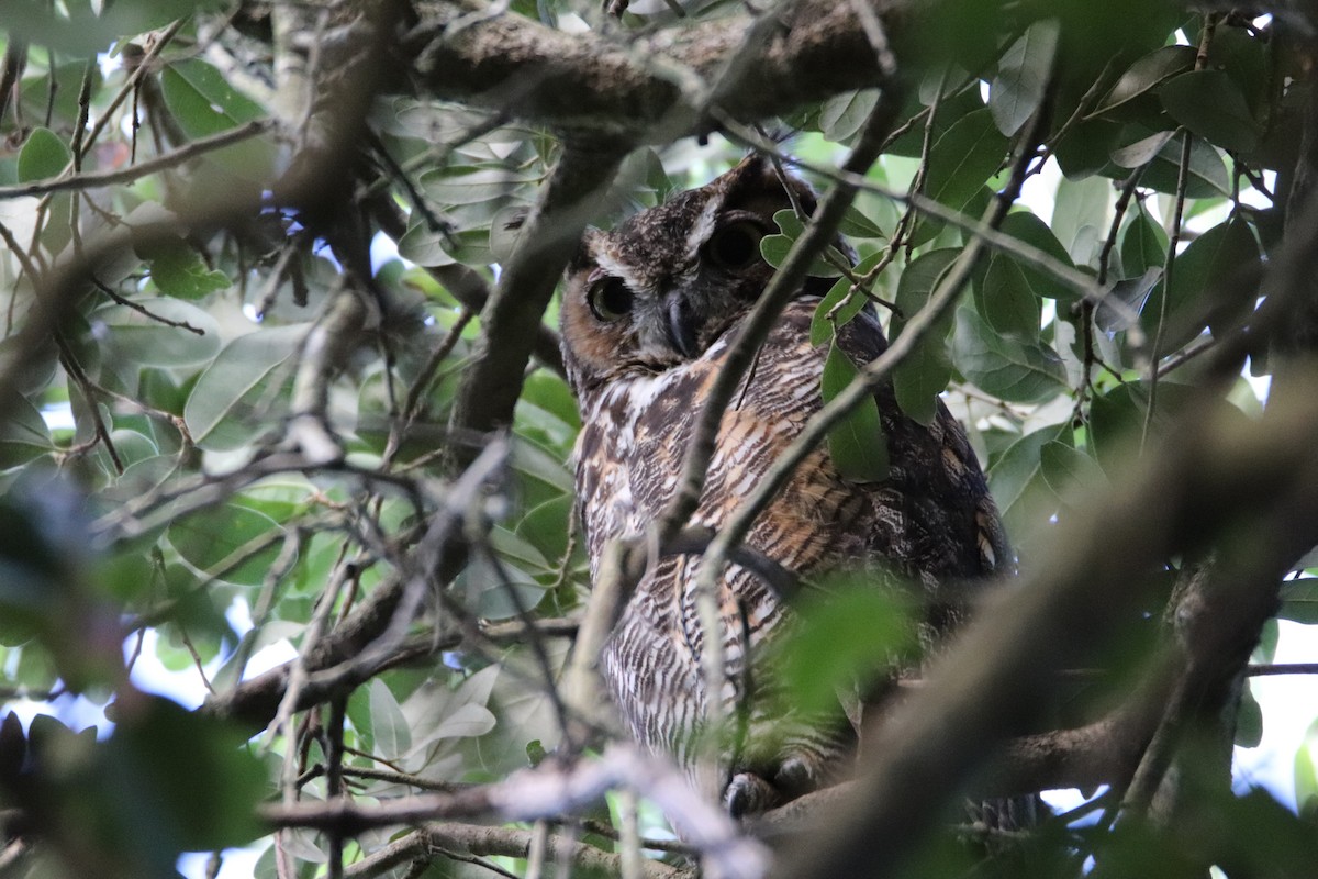 Great Horned Owl - ML244778701