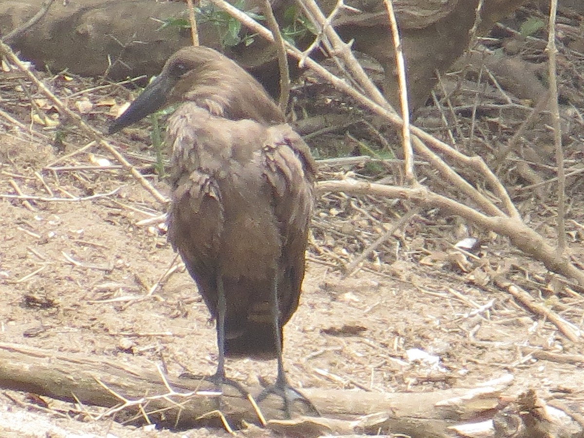 Hamerkop - ML244779051