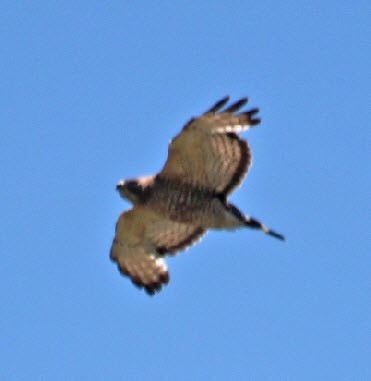 Broad-winged Hawk - ML244779671
