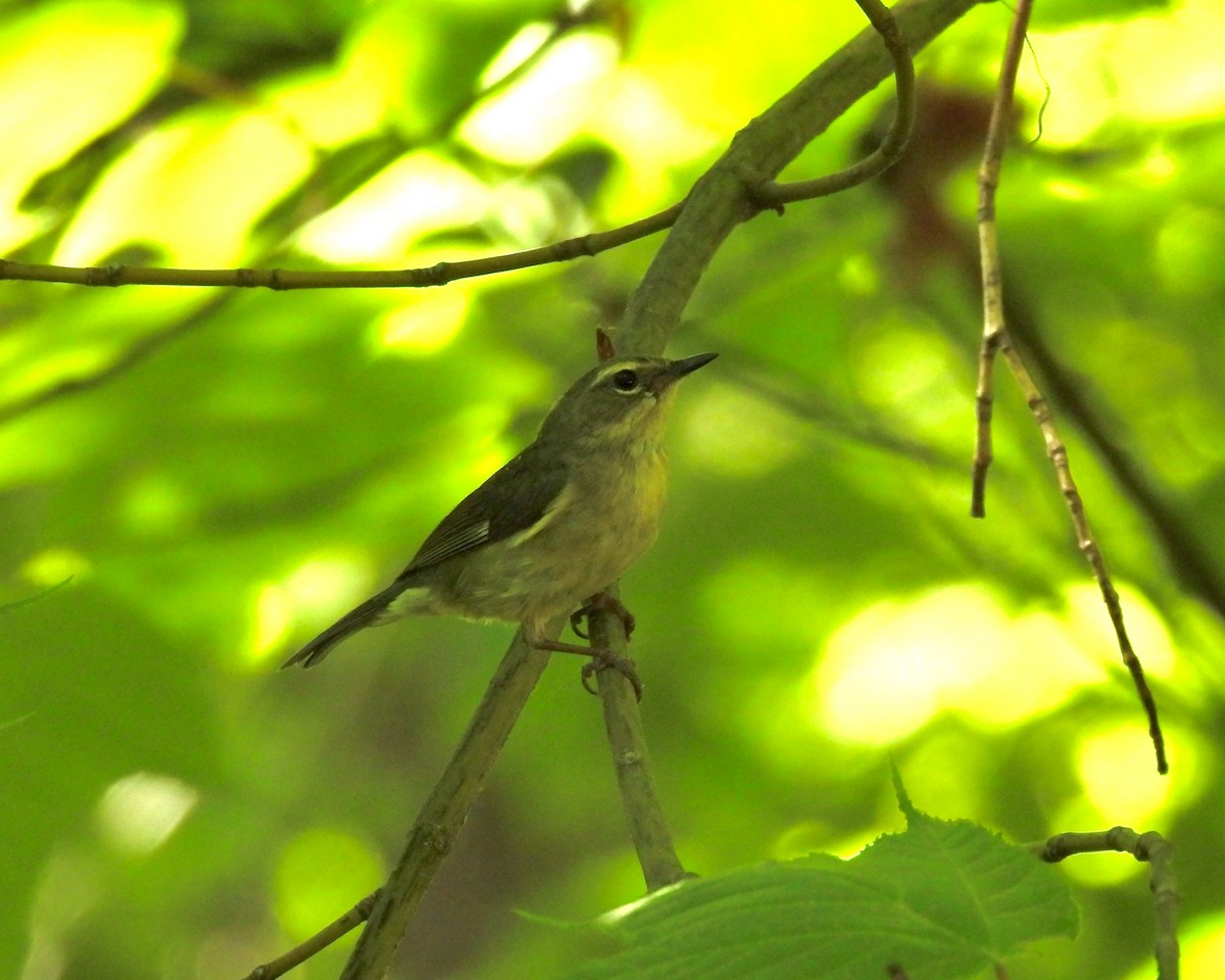 Black-throated Blue Warbler - ML244783361