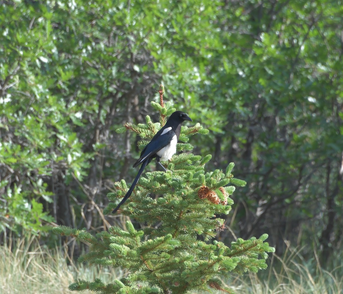 Black-billed Magpie - ML244786151