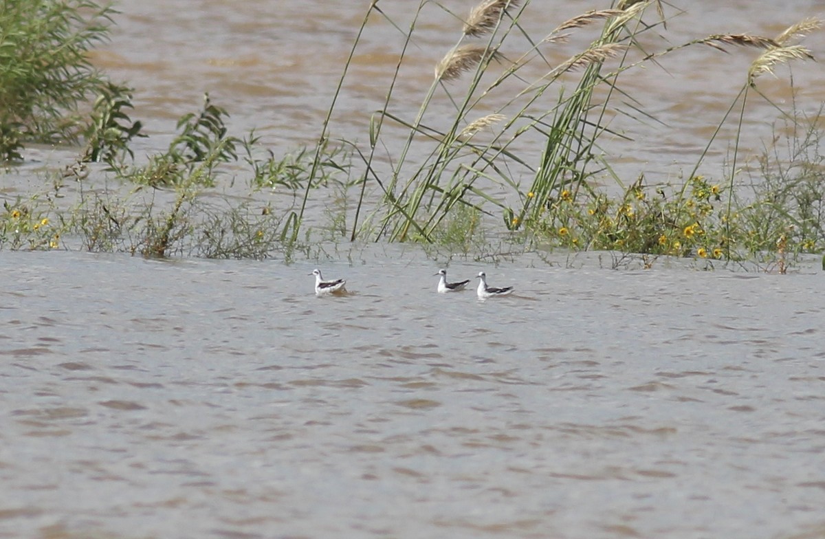 Red-necked Phalarope - ML244786791