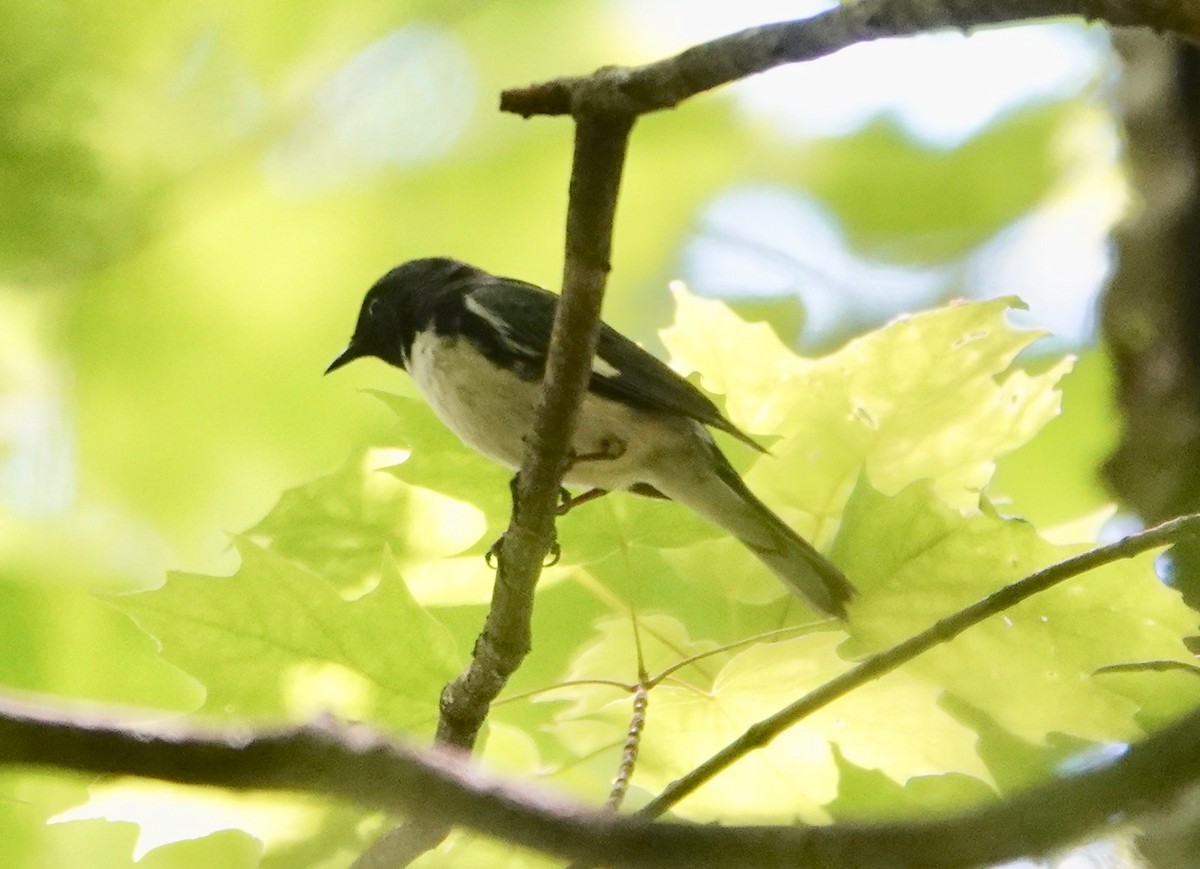 Black-throated Blue Warbler - ML244786971