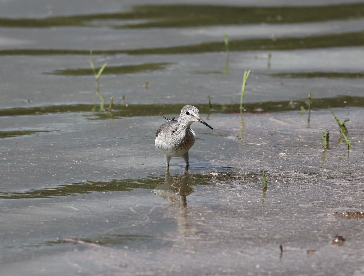 Lesser Yellowlegs - ML244787151