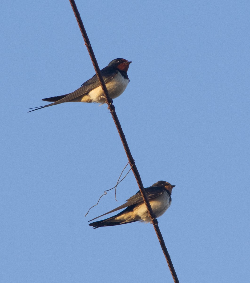 Barn Swallow - Lorenzo Cocco