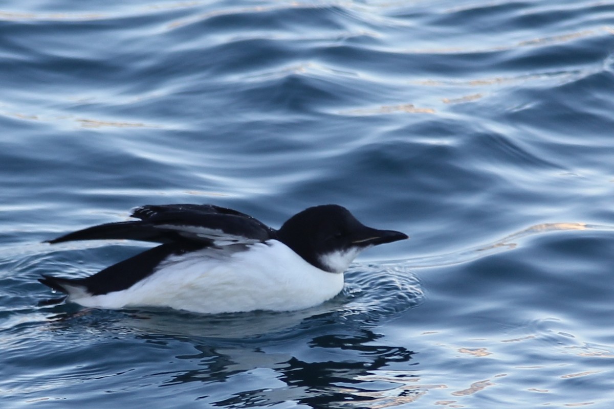 Thick-billed Murre - ML24478771