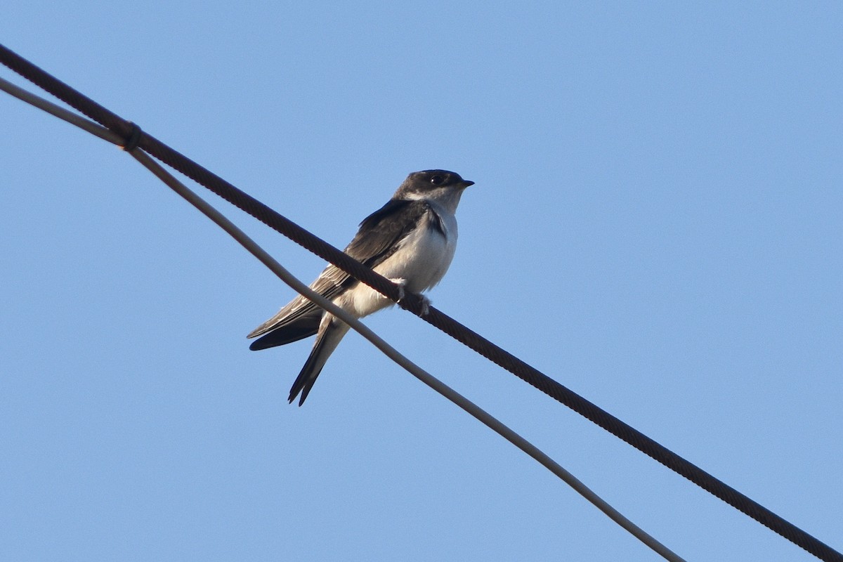 Western House-Martin - ML244788201