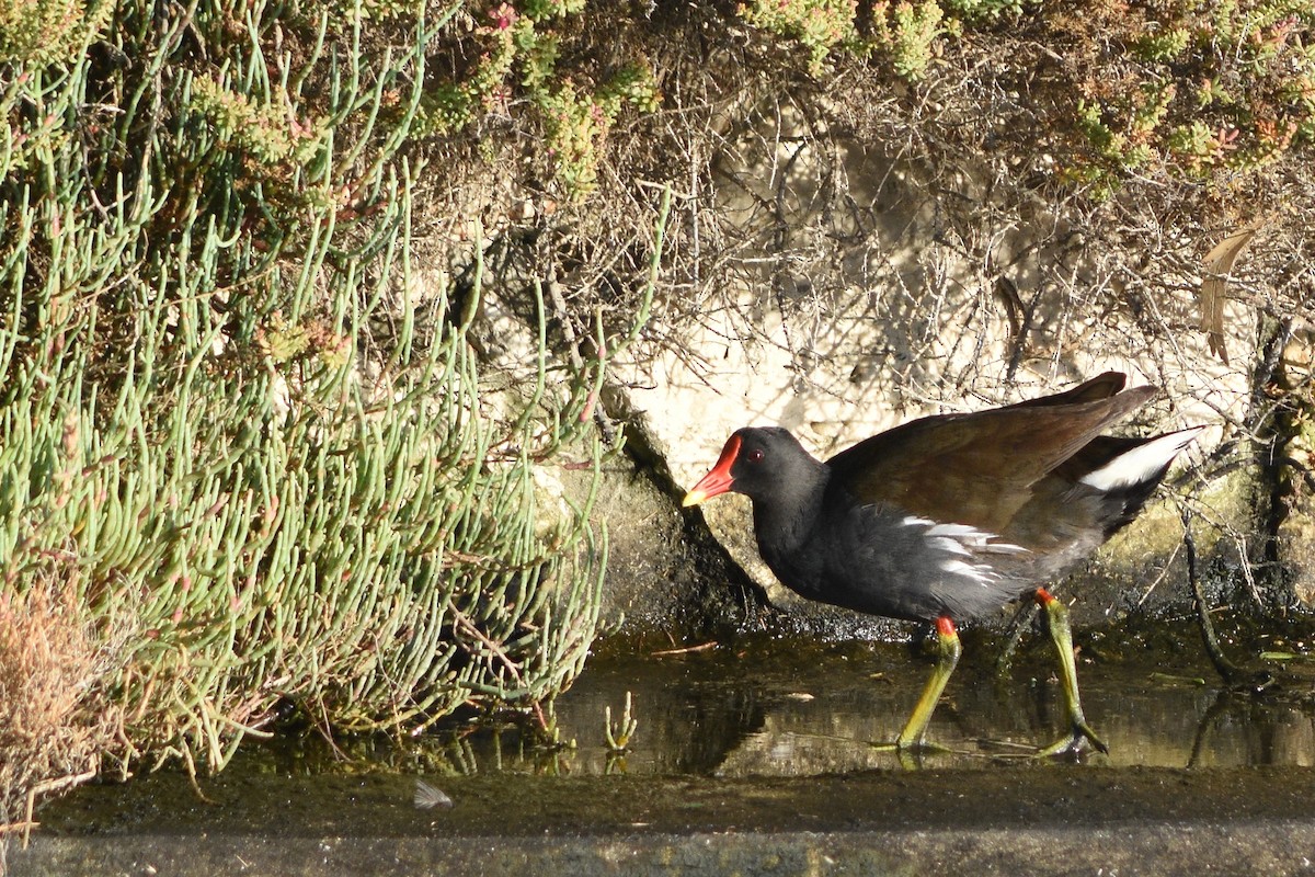 Gallinule poule-d'eau - ML244788661