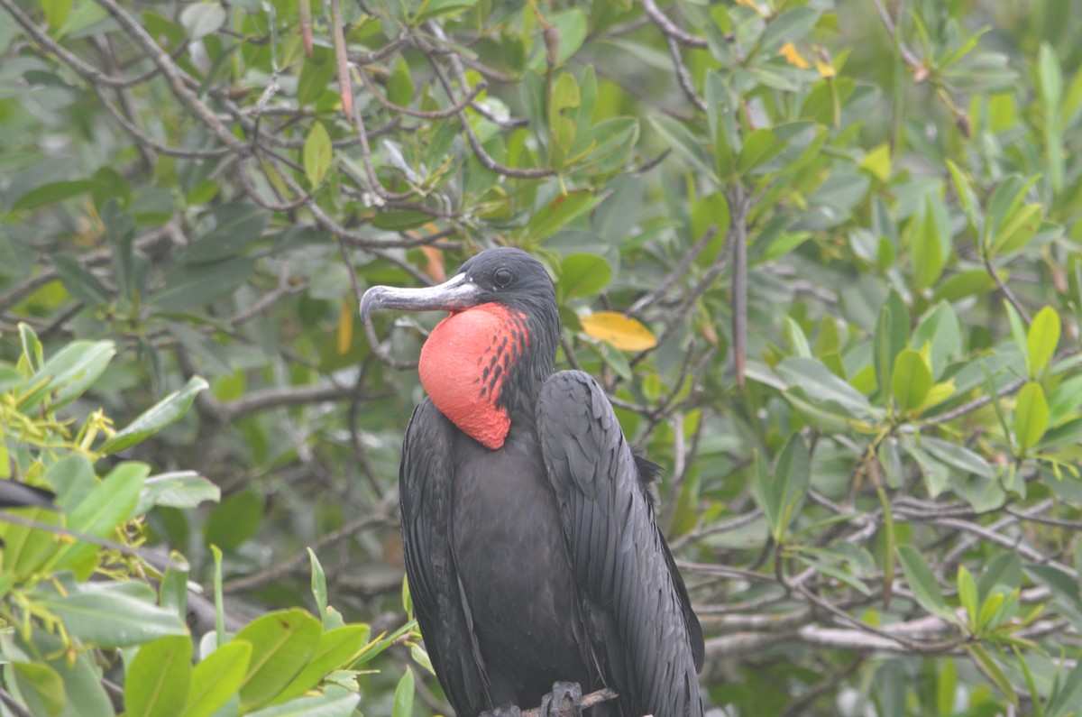 Magnificent Frigatebird - ML244790291