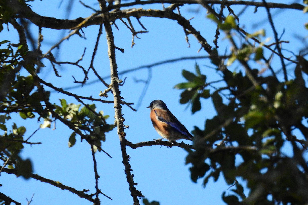 Western Bluebird - ML244795761