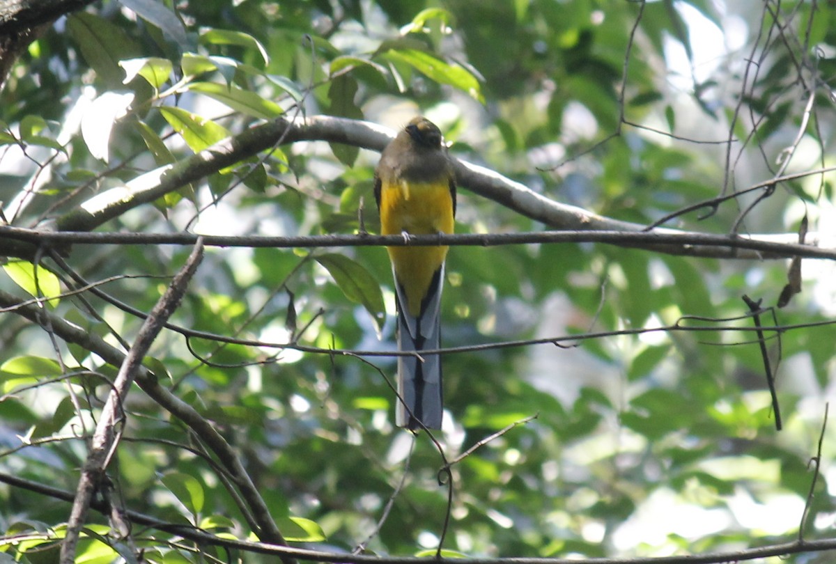 Orange-breasted Trogon - Stephan Lorenz