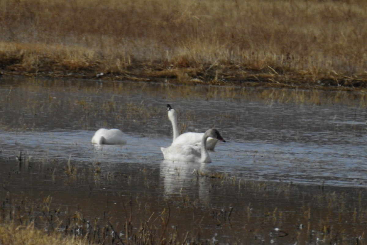 Tundra Swan - ML244799011