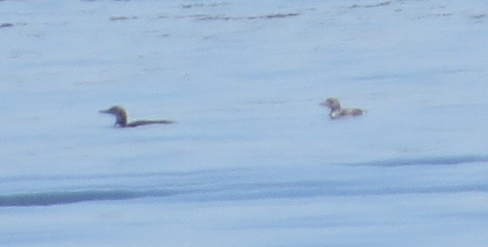 Common Loon - ML244799581