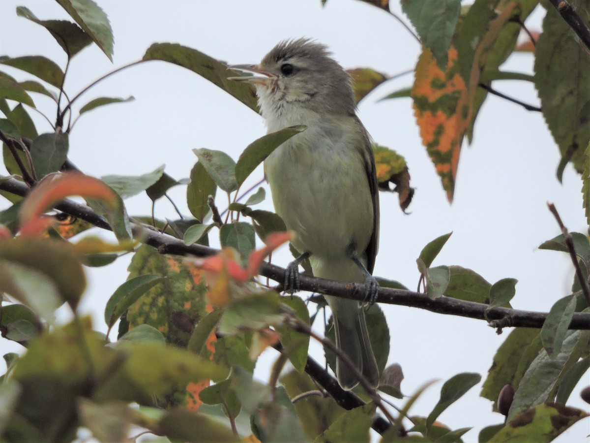 Warbling Vireo - ML244799891