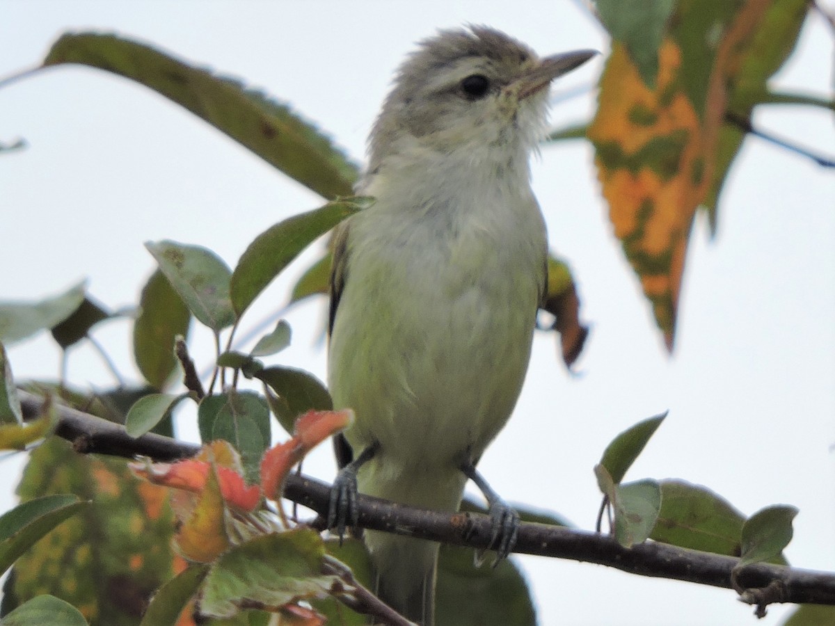 Vireo Gorjeador - ML244799901