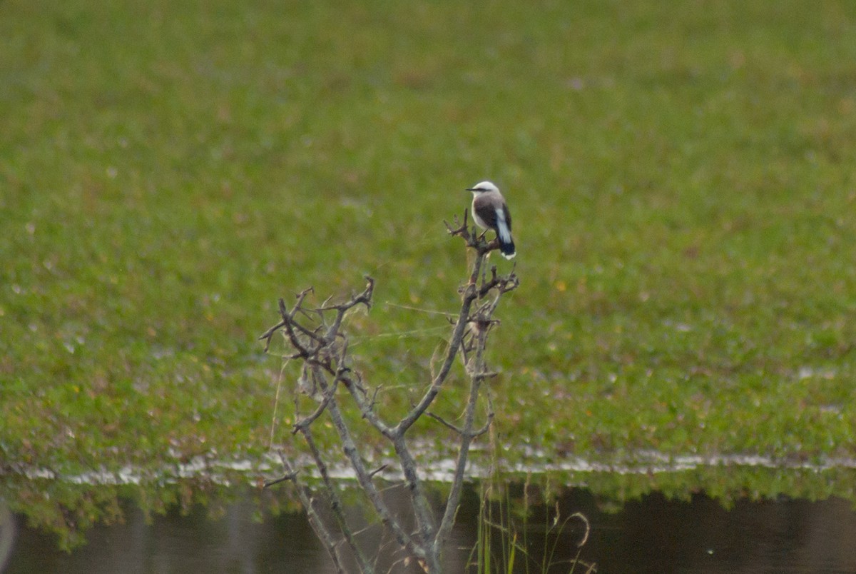 Masked Water-Tyrant - ML244800001