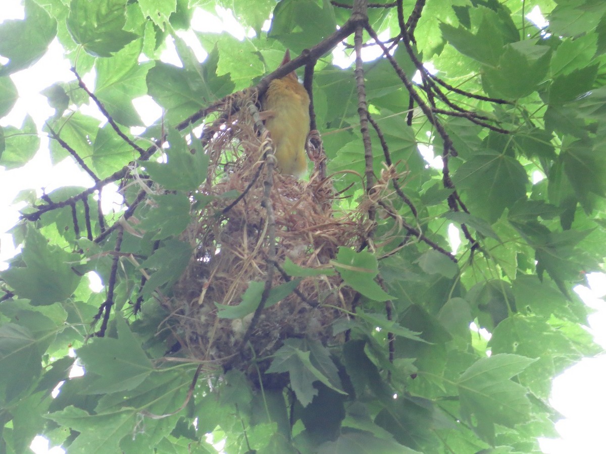 Baltimore Oriole - ML244801641