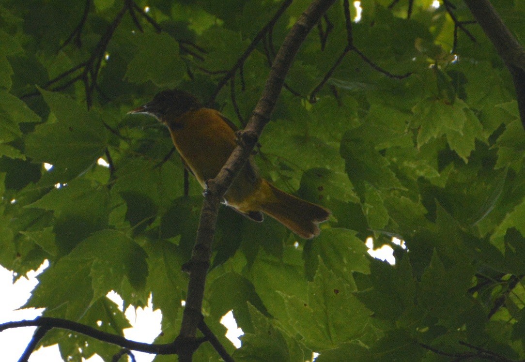 Oriole de Baltimore - ML244801711