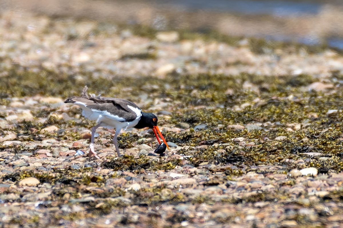 American Oystercatcher - ML244803031