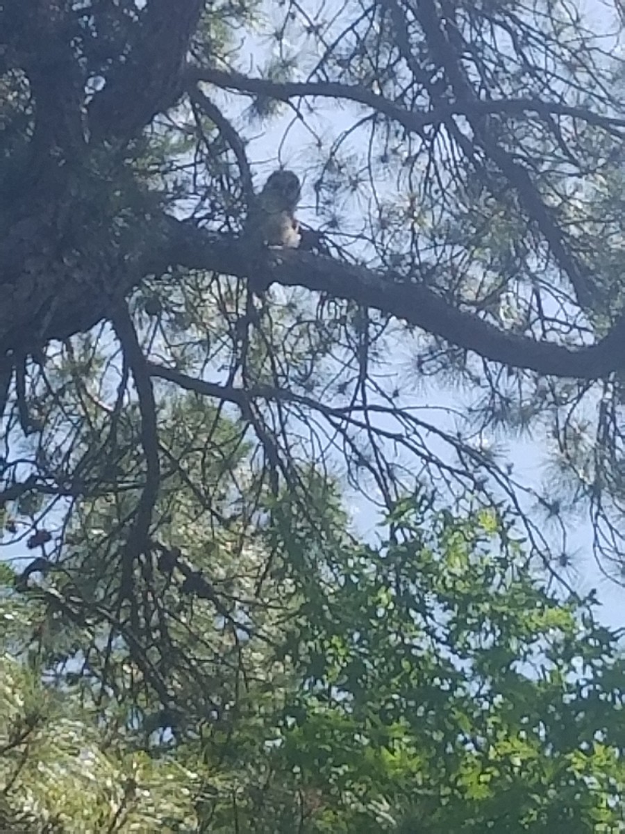 Barred Owl - ML244803201