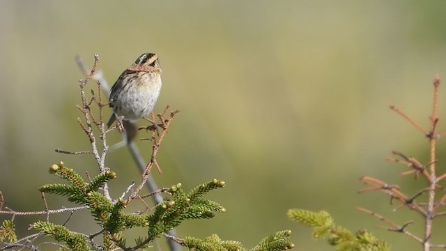 LeConte's Sparrow - ML244803211