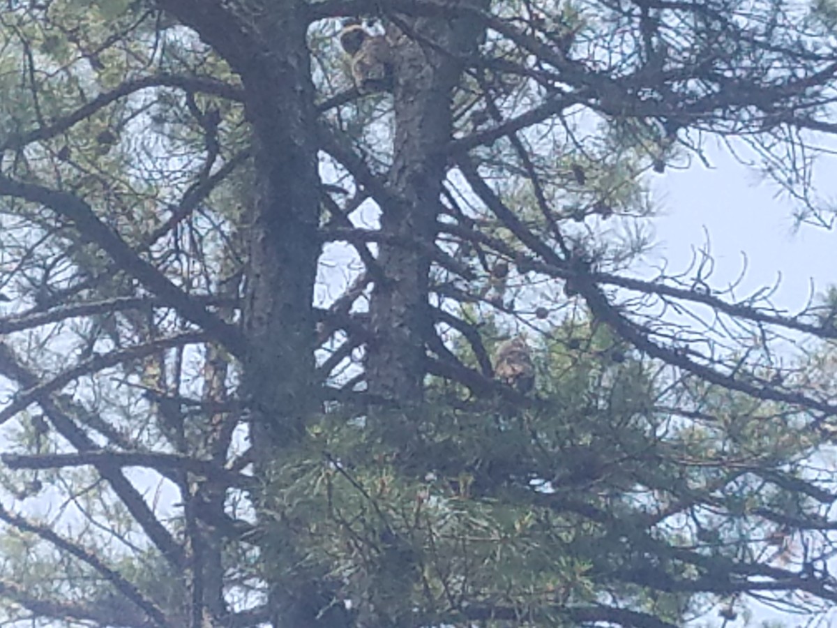 Barred Owl - ML244803271