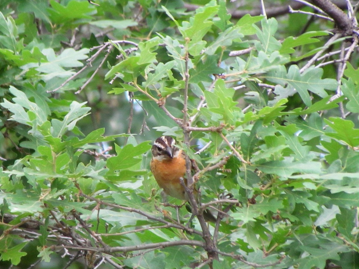 Black-headed Grosbeak - ML244803541