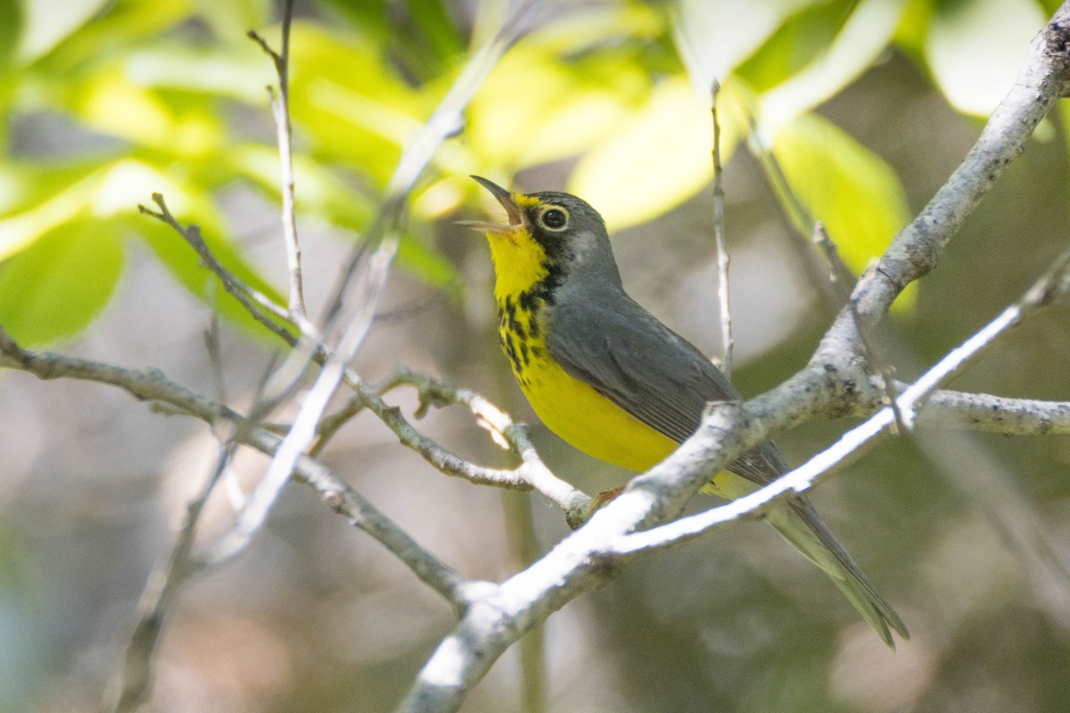 Canada Warbler - ML244805841