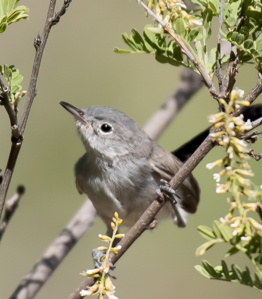 Black-tailed Gnatcatcher - ML244806131