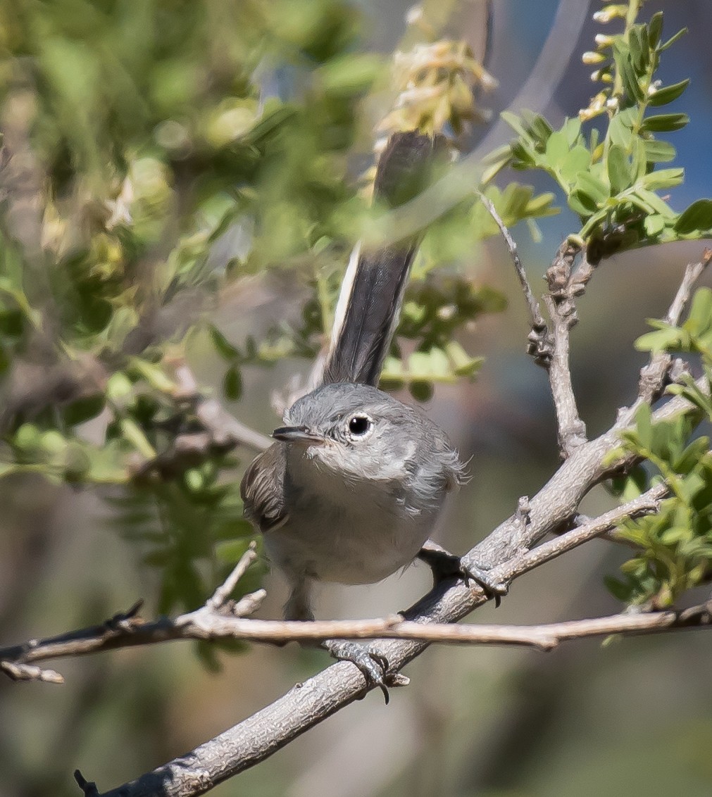 Black-tailed Gnatcatcher - ML244806141