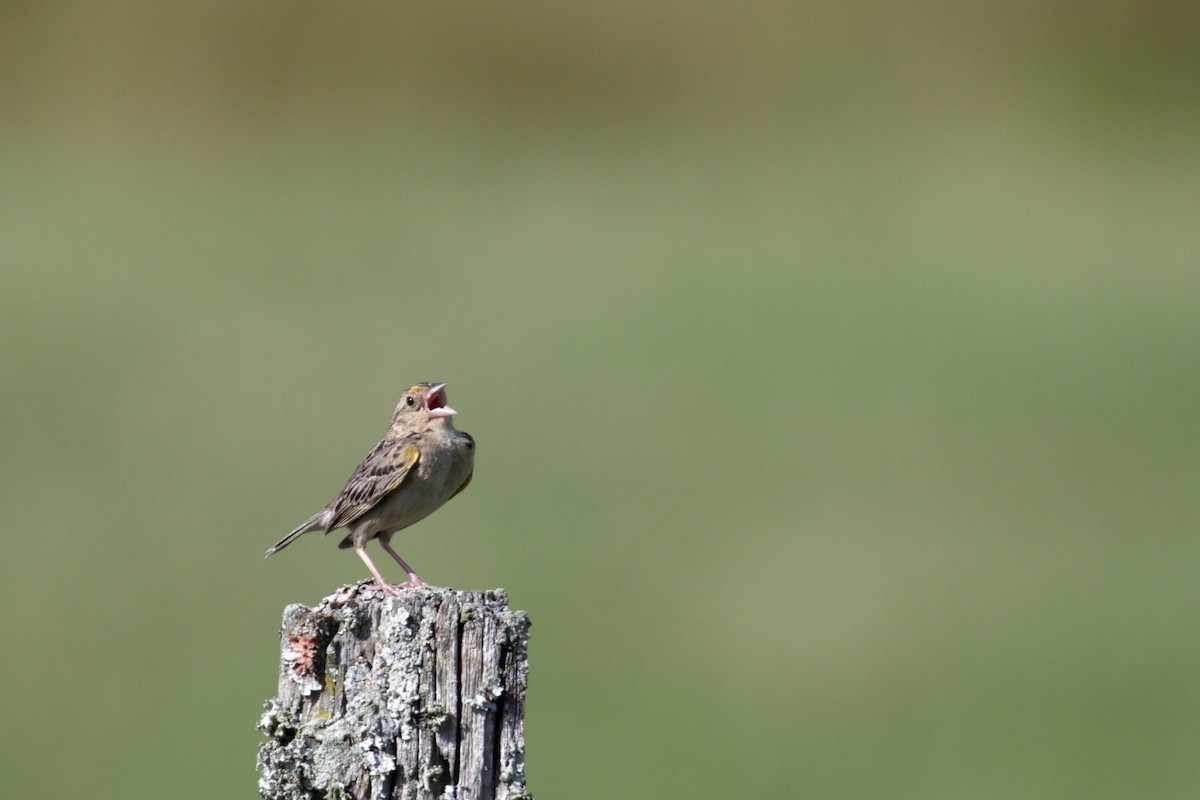 Grasshopper Sparrow - ML244806681