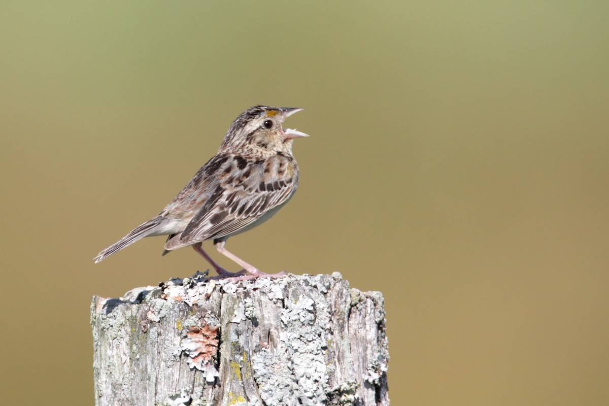 Grasshopper Sparrow - ML244806691