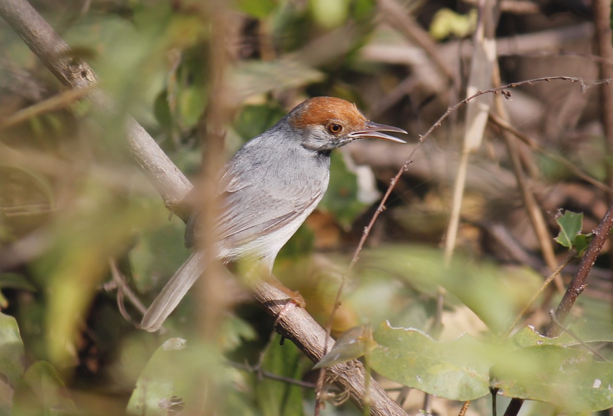 Cambodian Tailorbird - ML244808001