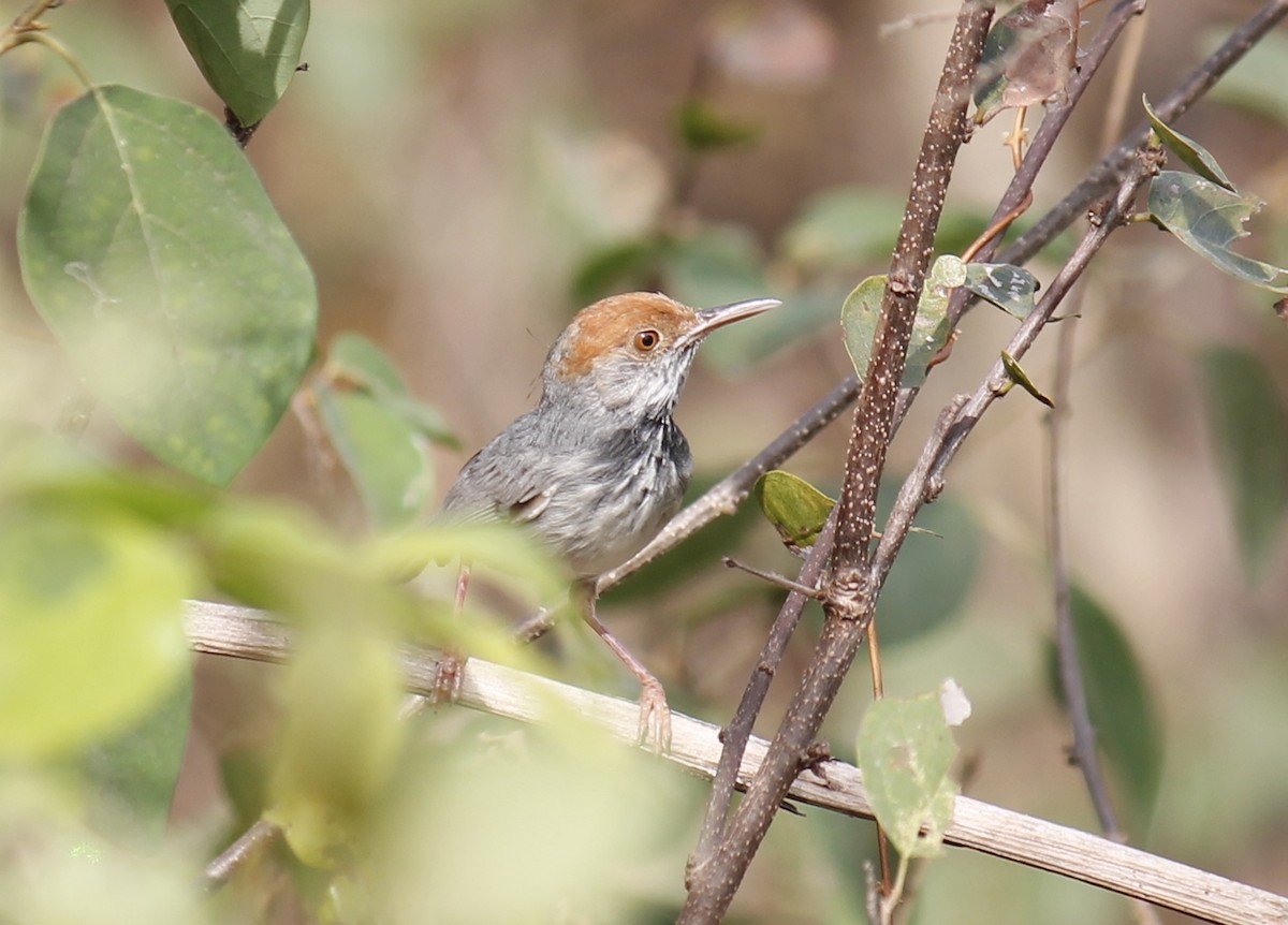 Cambodian Tailorbird - ML244808181