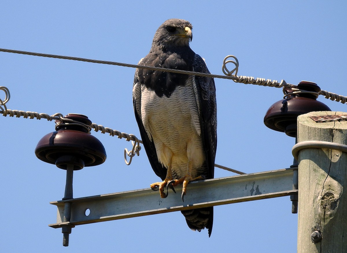 Black-chested Buzzard-Eagle - ML244809681