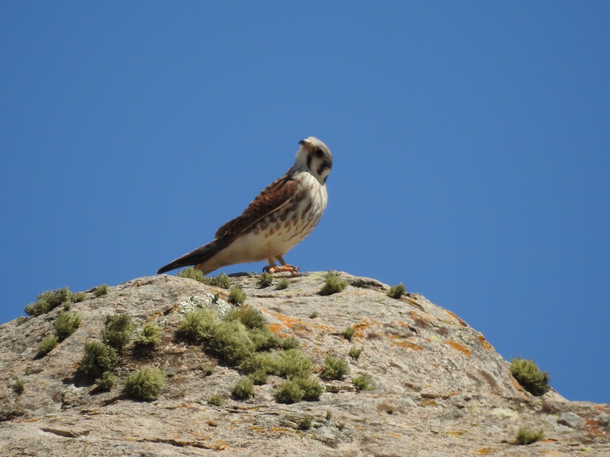 American Kestrel - Hernan Bauret