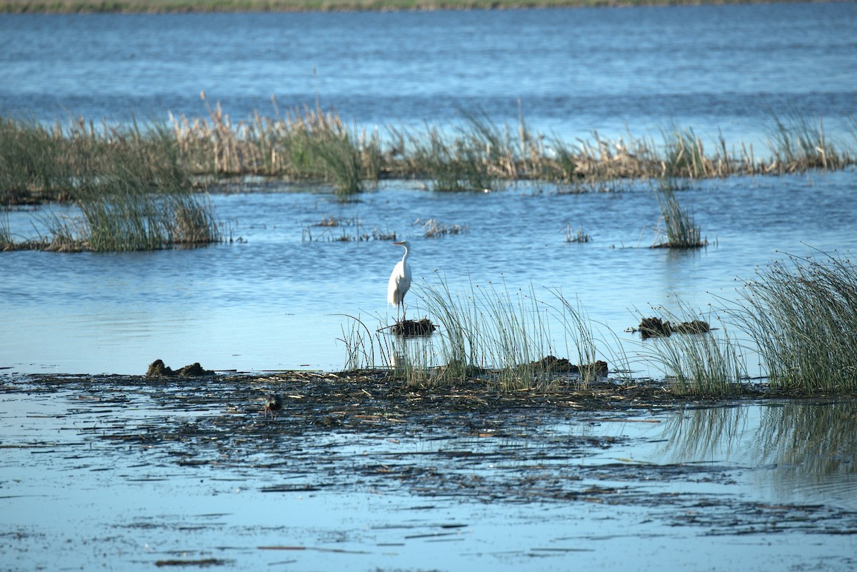 Great Egret - ML244810951