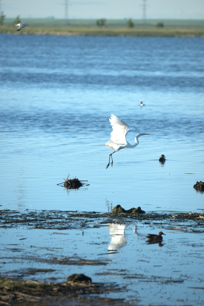 Great Egret - Frank Lake Historic Bird Records: Greg Wagner (compiler)