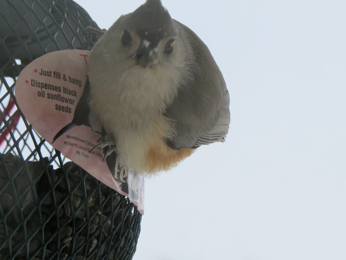 Tufted Titmouse - ML24481141