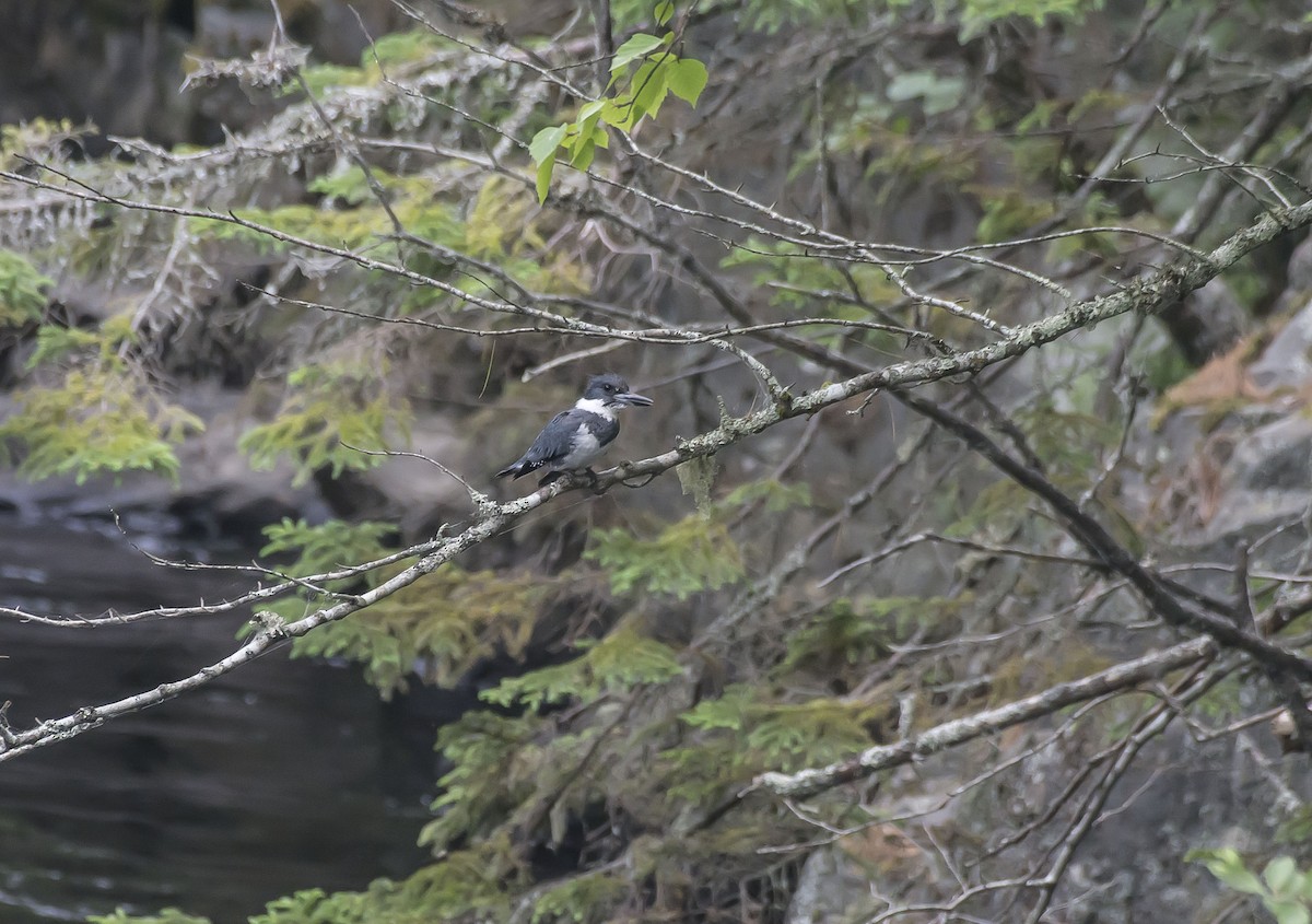 Belted Kingfisher - ML244811841