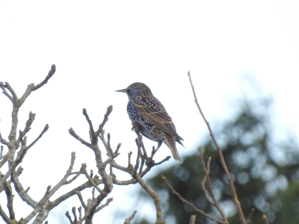 European Starling - ML244812971